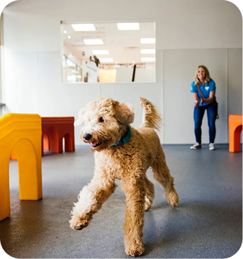 Home - Hartshill Kennels and Cattery